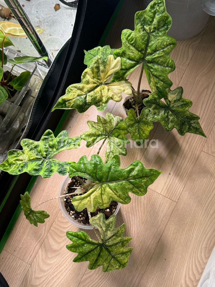 알로카시아 미스틱2번--4