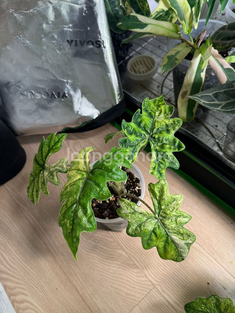 알로카시아 미스틱2번--3