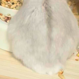 삽니다) 삼성 한화 3차전 2연석 구해요