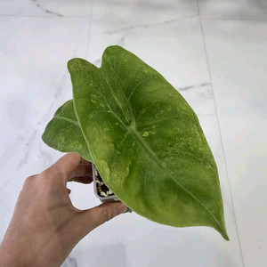 알로카시아 핑크드래곤 바리에가타 옐로우 (택비무료)