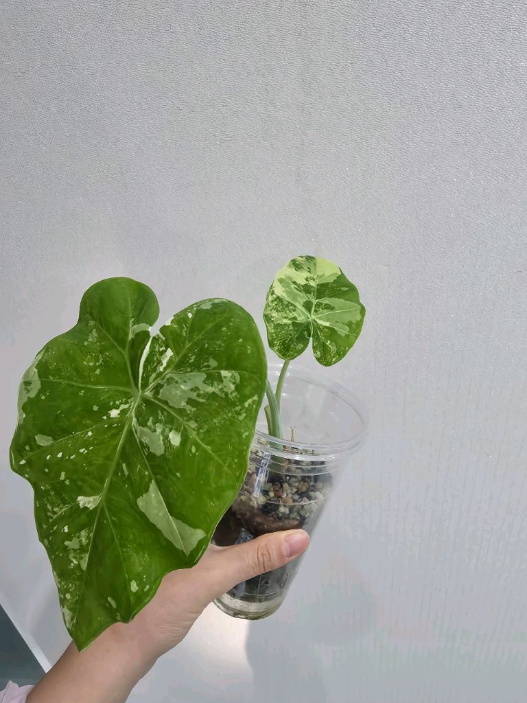 콜로카시아 기간테아 와규 바리에가타 (안스x몬스테라x)