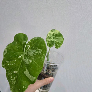 콜로카시아 기간테아 와규 바리에가타 (안스x몬스테라x)