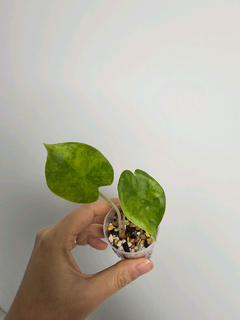 알로카시아 핑크드래곤 바리에가타 (택비무료)