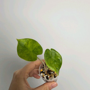 알로카시아 핑크드래곤 바리에가타 (택비무료)