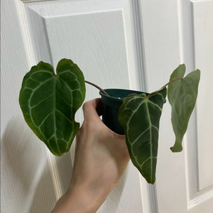 안스리움 크리스탈리넘 다크폼