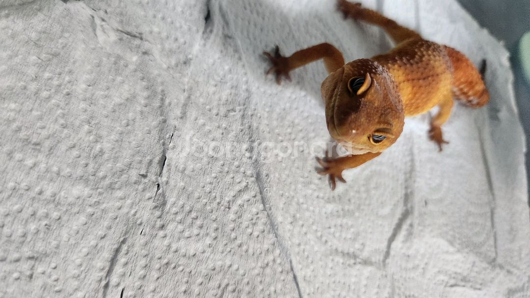 레오파드 게코 텐저린 분양 보내요--0