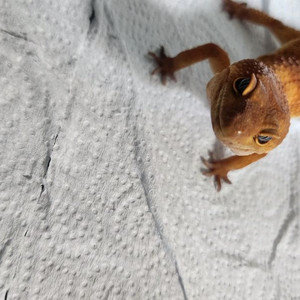 레오파드 게코 텐저린 분양 보내요