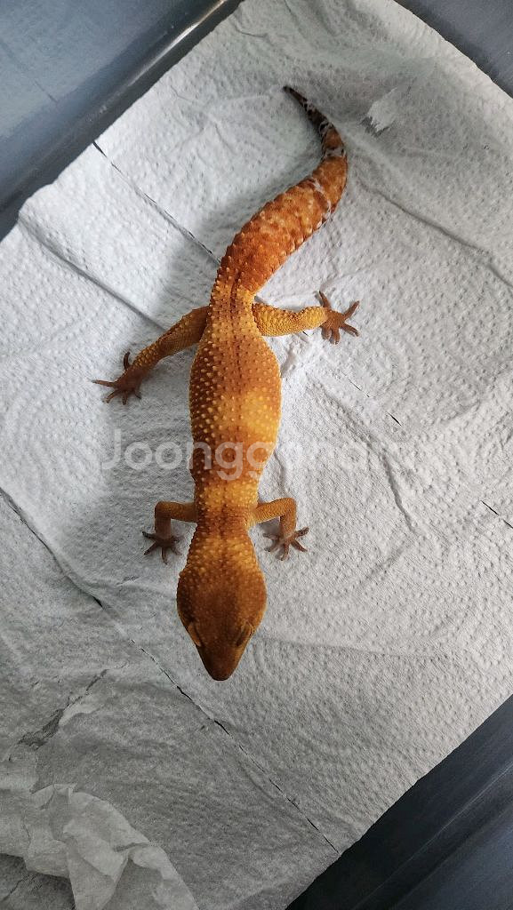 레오파드 게코 텐저린 분양 보내요--1