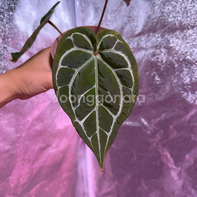 메그니피컴 x 레드크리스탈리넘--0