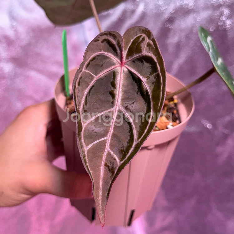 메그니피컴 x 레드크리스탈리넘--3