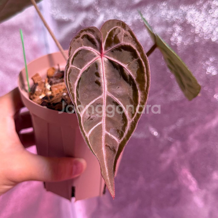 메그니피컴 x 레드크리스탈리넘--2