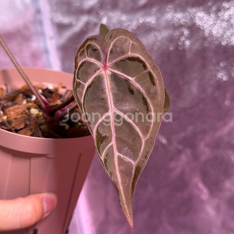 메그니피컴 x 레드크리스탈리넘--4