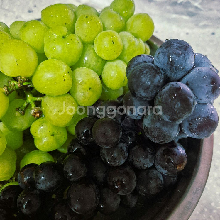 포도나무묘목--0
