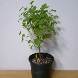 제라늄 콴탁메티 외목대 38cm