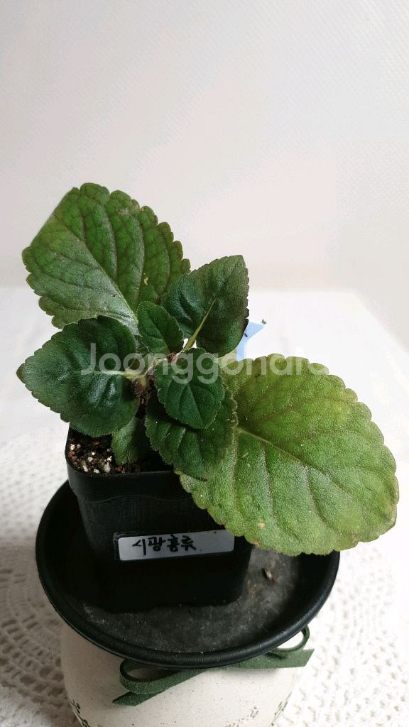 Dxs Flood of time(시광홍류) 미니신닌기아--1