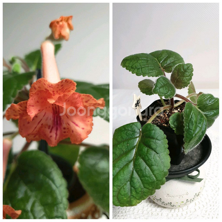 FLs Cinderelia (신데렐라) 미니신닌기아--0