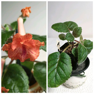 FLs Cinderelia (신데렐라) 미니신닌기아