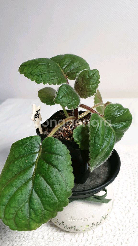 FLs Cinderelia (신데렐라) 미니신닌기아--1