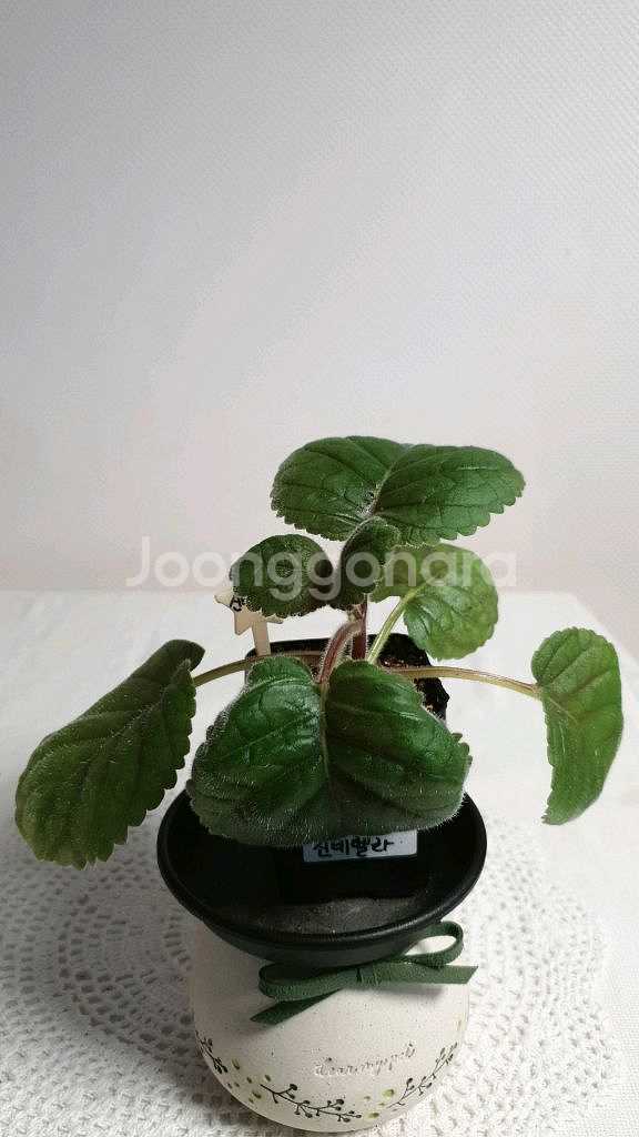 FLs Cinderelia (신데렐라) 미니신닌기아--2