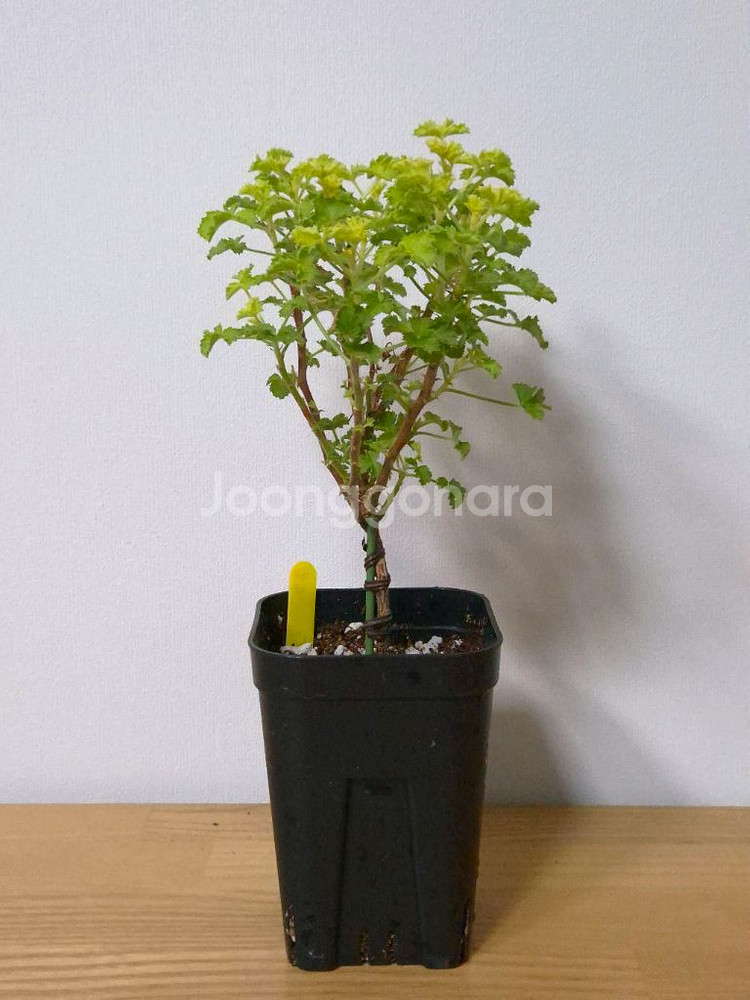 제라늄 벅스웰골든애니버셔리 27cm--0