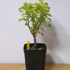 제라늄 벅스웰골든애니버셔리 27cm