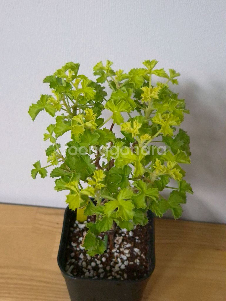 제라늄 벅스웰골든애니버셔리 27cm--1