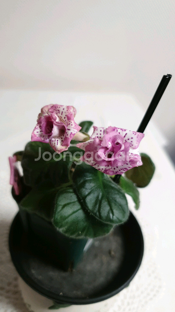 Yks Vintage rose 빈티지 로즈 미니신닌기아--2