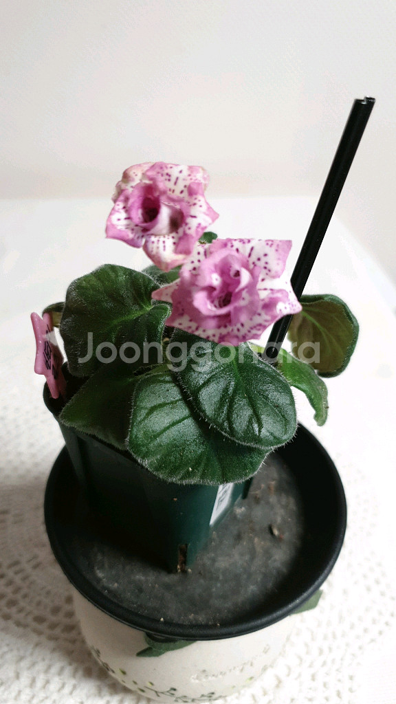 Yks Vintage rose 빈티지 로즈 미니신닌기아--1