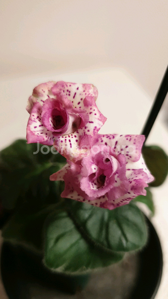 Yks Vintage rose 빈티지 로즈 미니신닌기아--0