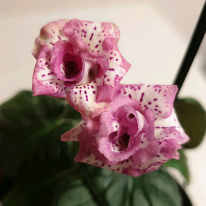 Yks Vintage rose 빈티지 로즈 미니신닌기아