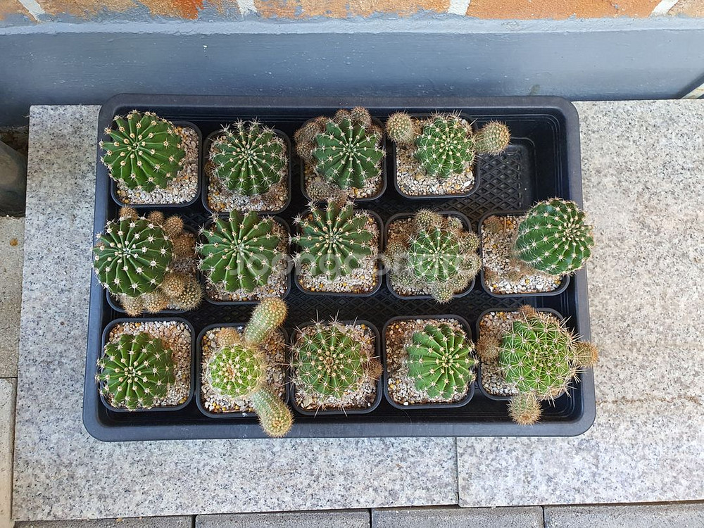 꽃피는 선인장 2종 (꽃사진 있음)--3