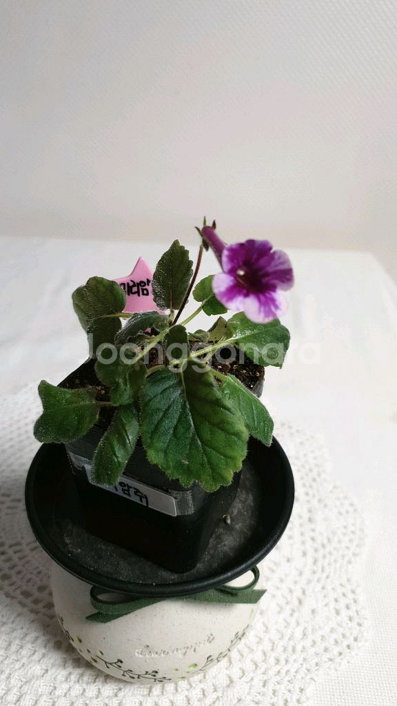 미리암 쥐 (Miriam G) 미니신닌기아--1