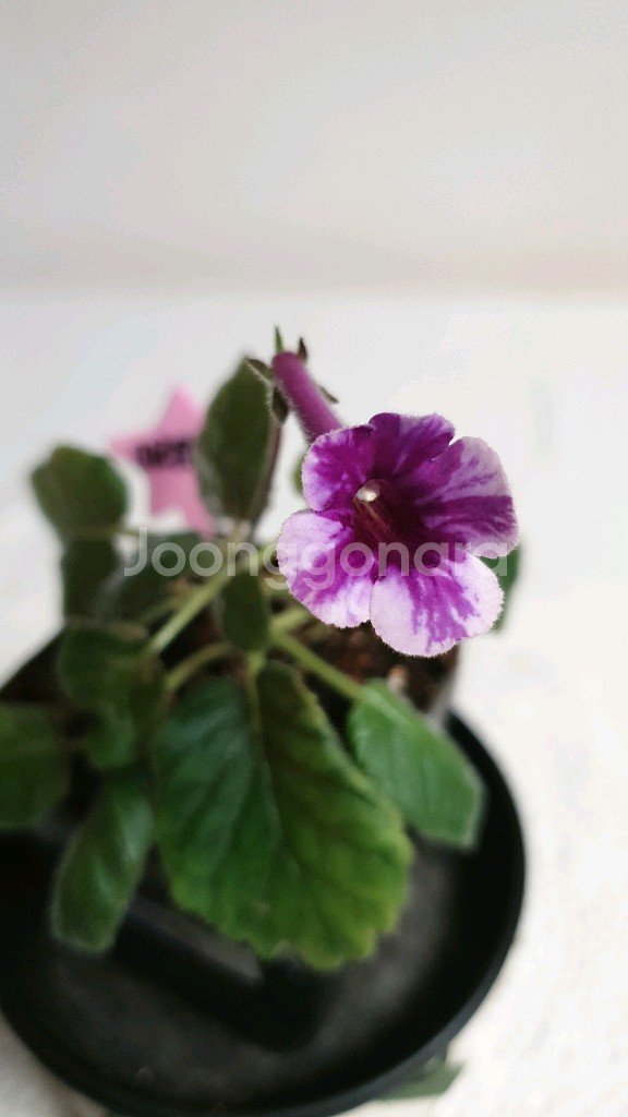 미리암 쥐 (Miriam G) 미니신닌기아--0