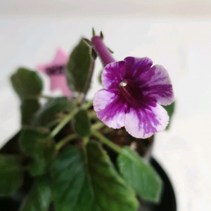 미리암 쥐 (Miriam G) 미니신닌기아