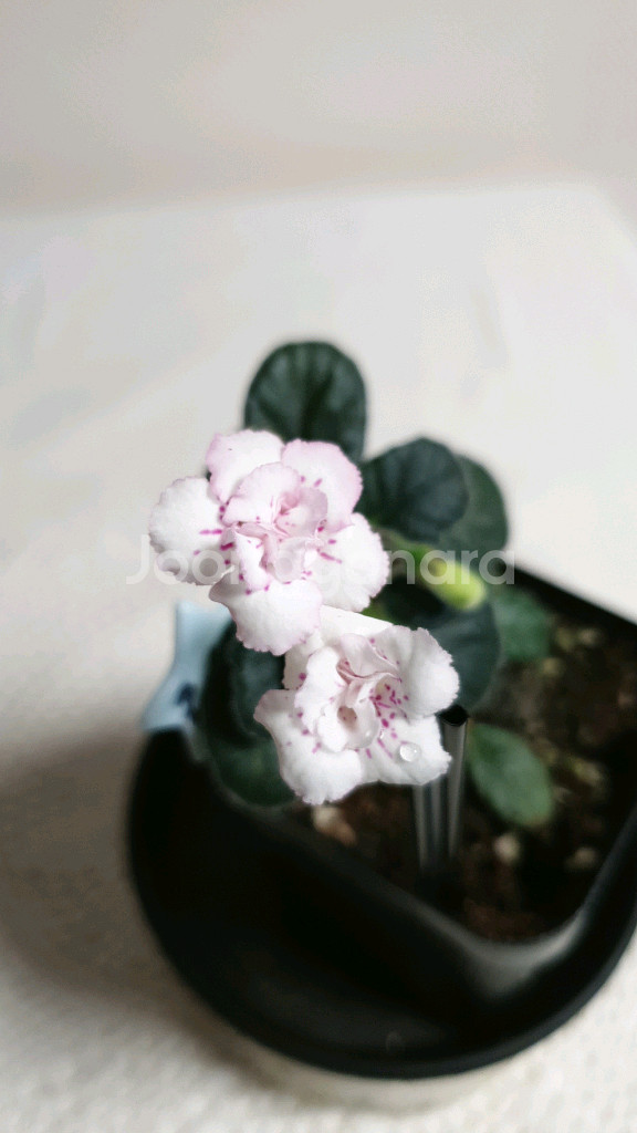 Yks luoshen(뤄센) 미니신닌기아--0