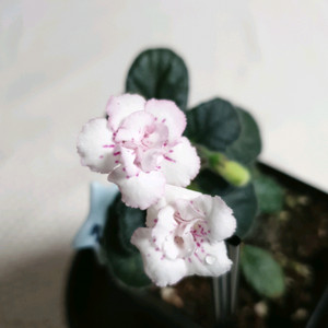 Yks luoshen(뤄센) 미니신닌기아