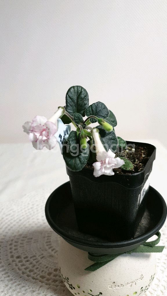 Yks luoshen(뤄센) 미니신닌기아--1