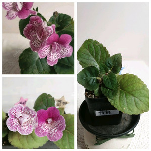 Dxs Flood of time(시광홍류) 미니신닌기아