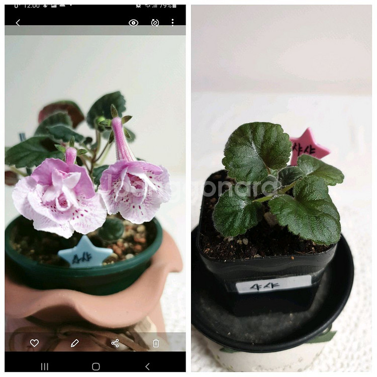 Srgs Sasha(사샤) 미니신닌기아--0