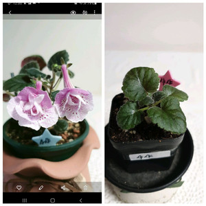 Srgs Sasha(사샤) 미니신닌기아