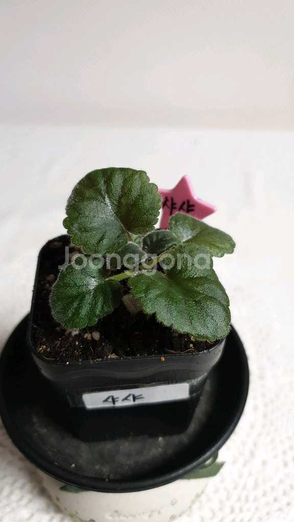 Srgs Sasha(사샤) 미니신닌기아--1