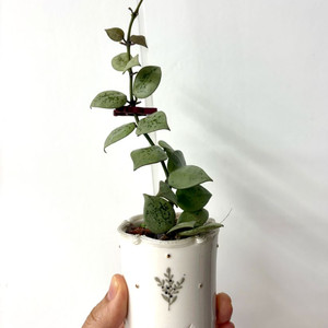 호야 라쿠노사 레오파드스킨 +포터리엘토분