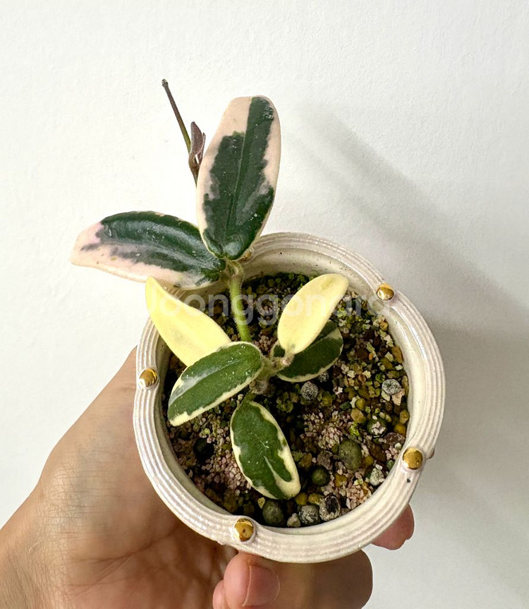 호야 리프리즘 산반 + 포터리엘토분 (택포)--0