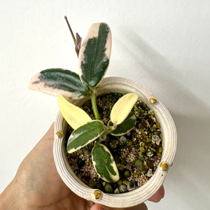 호야 리프리즘 산반 + 포터리엘토분 (택포)