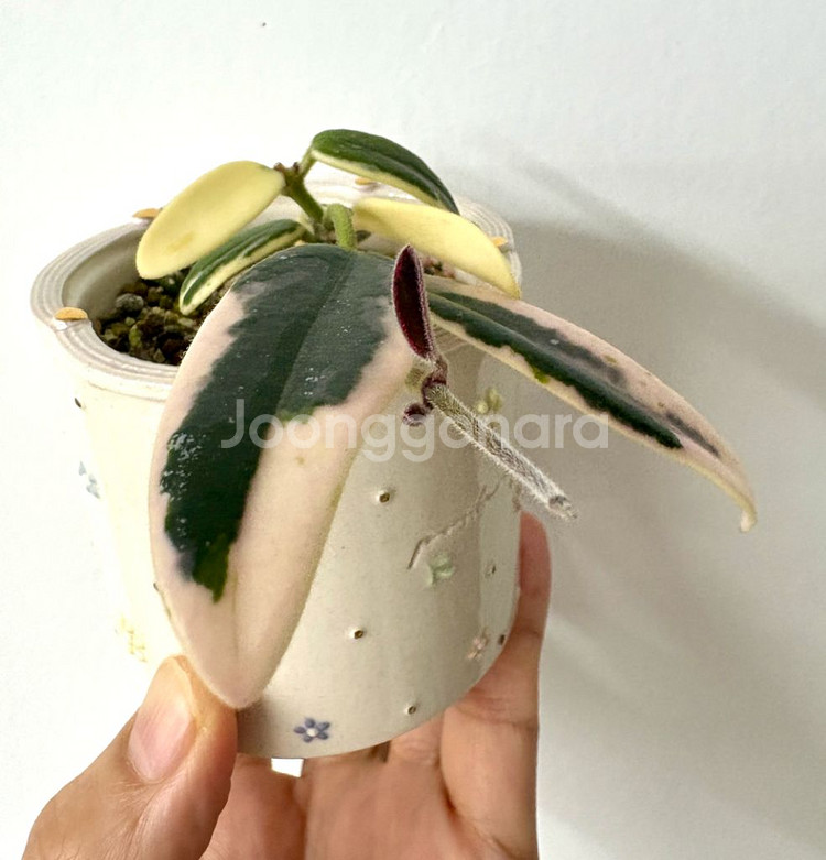 호야 리프리즘 산반 + 포터리엘토분 (택포)--3