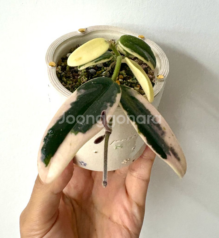 호야 리프리즘 산반 + 포터리엘토분 (택포)--4