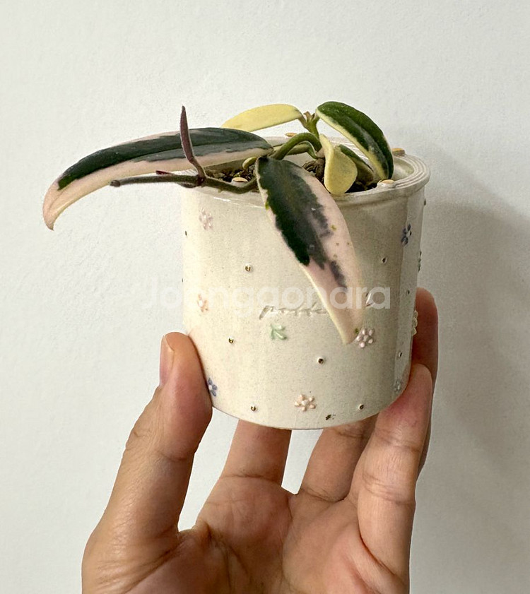 호야 리프리즘 산반 + 포터리엘토분 (택포)--2