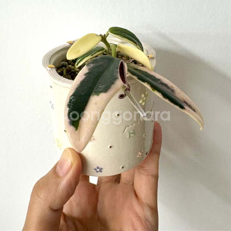 호야 리프리즘 산반 + 포터리엘토분 (택포)--1