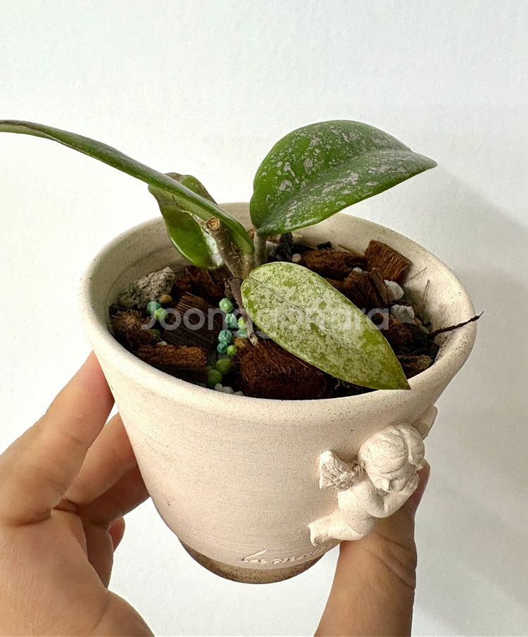 호야 윌버그레이브+ 라망베르트 토분--1
