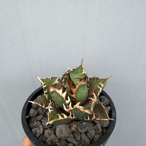 아가베 티타노타 레드캣 판매합니다.